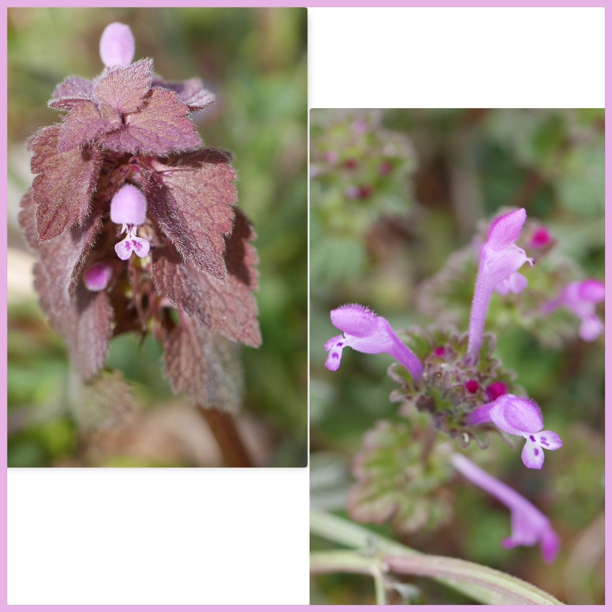 野の花