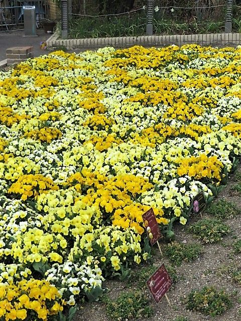 名城公園の花達②❀