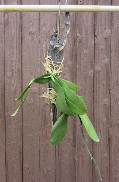 胡蝶蘭の植え替え