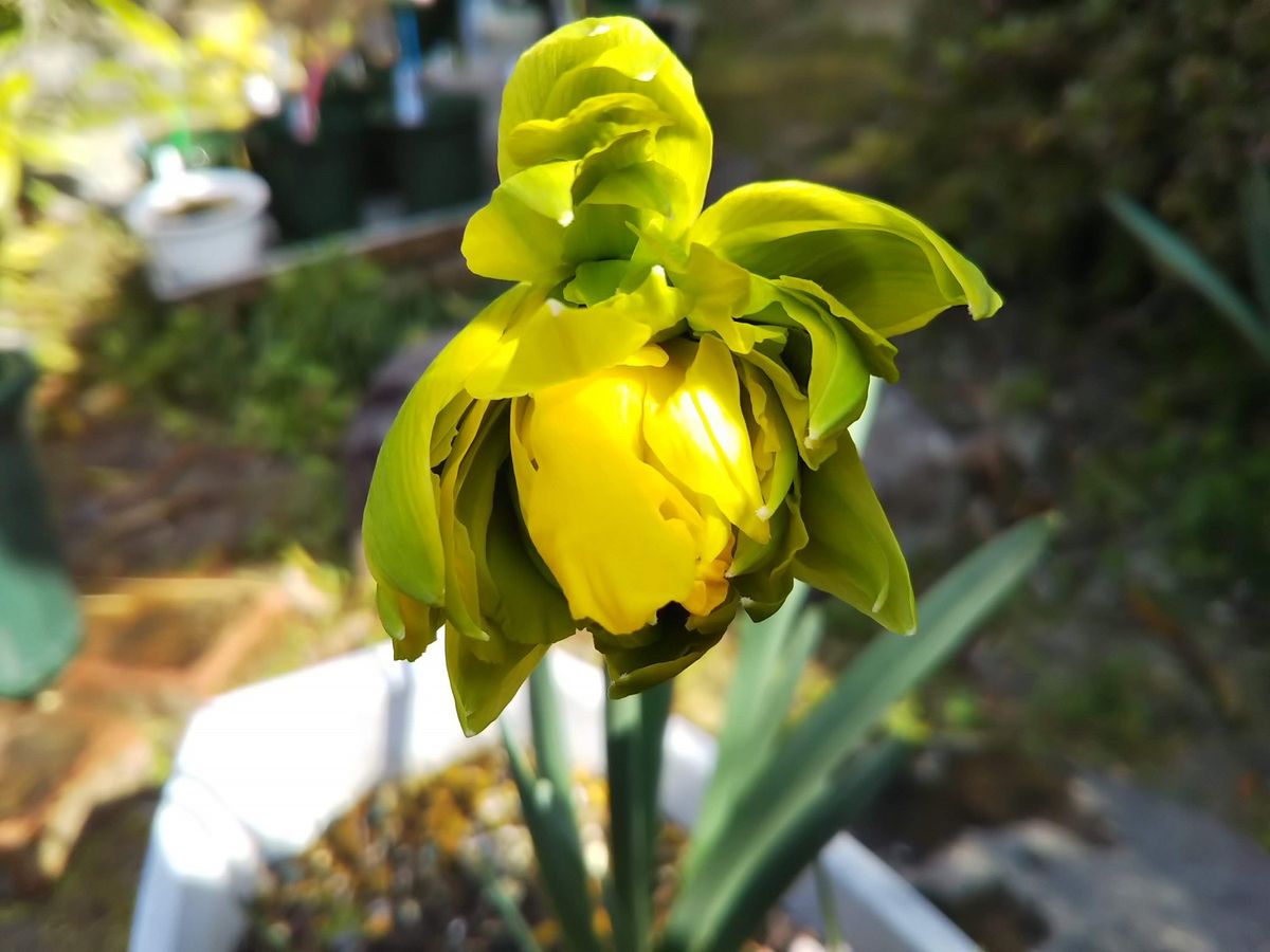 これで開花？