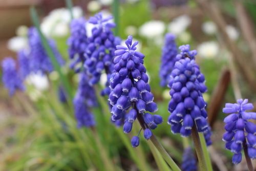 球根の花色々