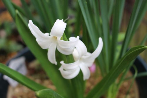 球根の花色々