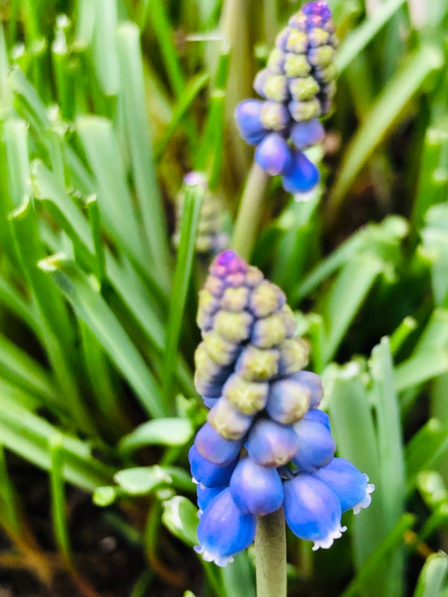 鉢植えムスカリようやく開花🎵