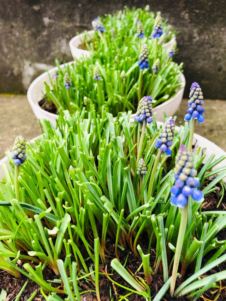 鉢植えムスカリようやく開花🎵