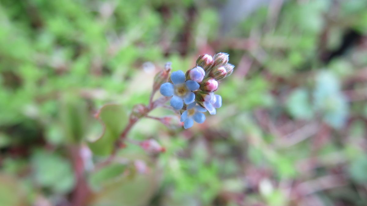 ブルーが素敵なキュウリグサ