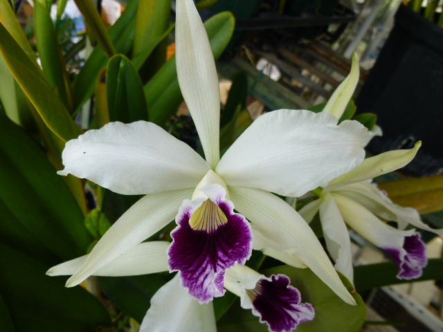 C.purpurata var.coerulea×sibling