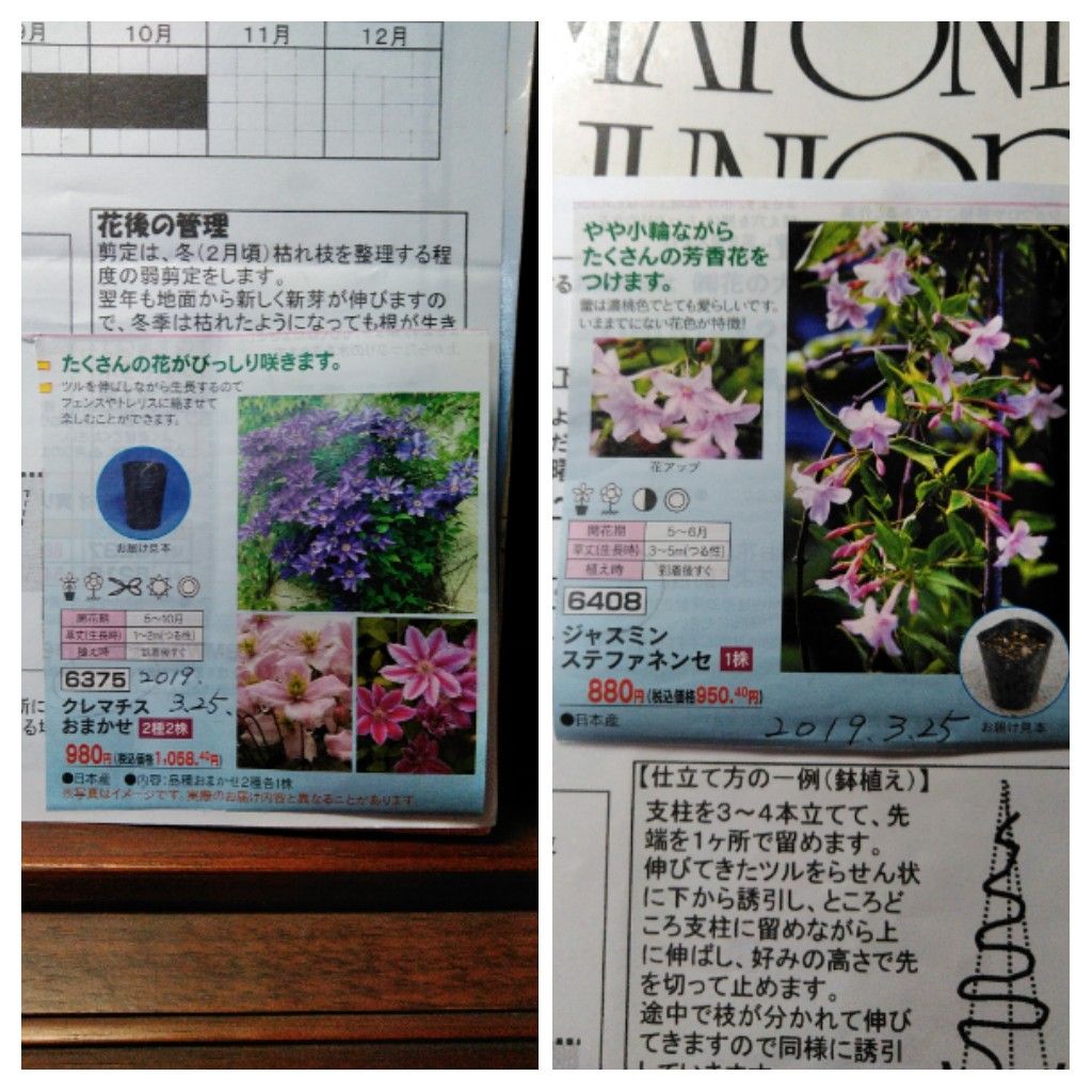 クレマチス、ジャスミンの苗を植えました。