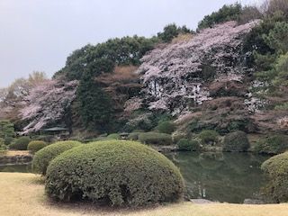 新宿御苑の桜満開