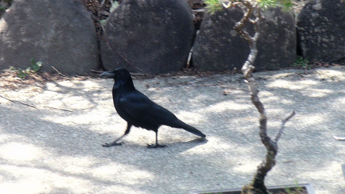 庭のカラスと土筆を食べる男