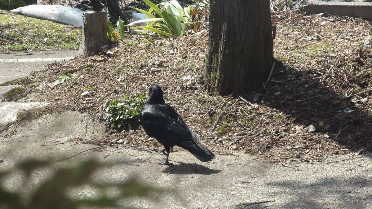 庭のカラスと土筆を食べる男