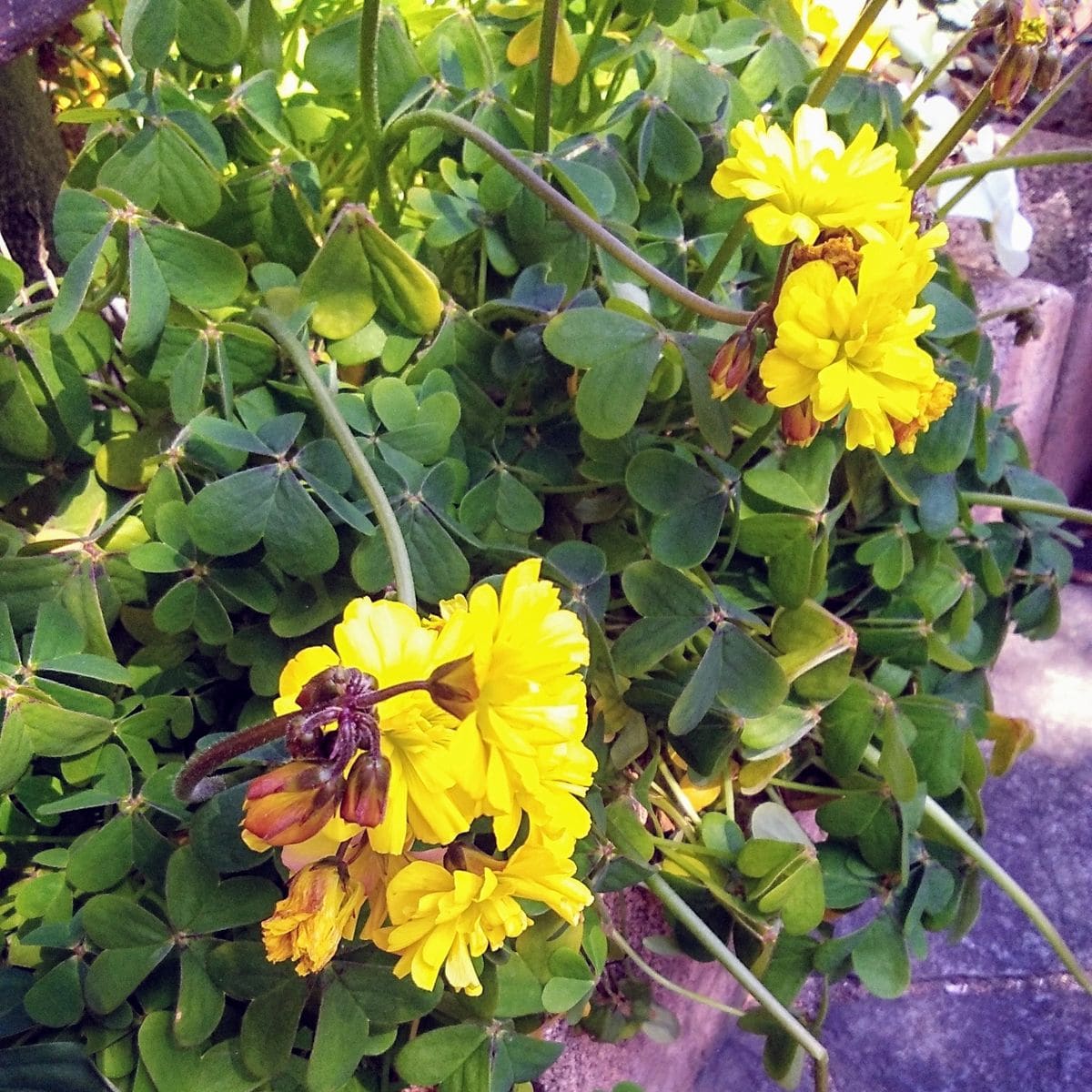 天気が良いと、オキザリスも元気ですね😃