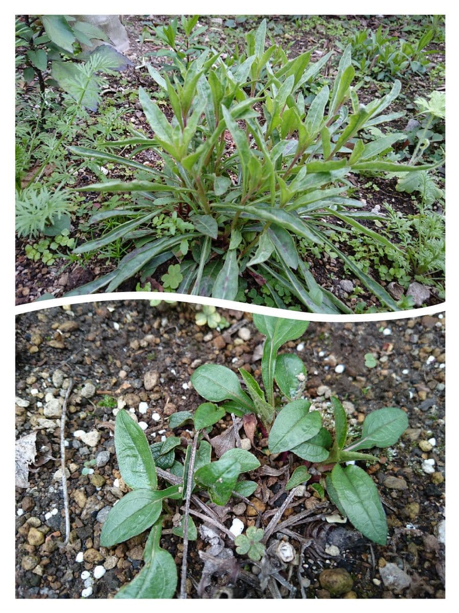 宿根草の芽吹き