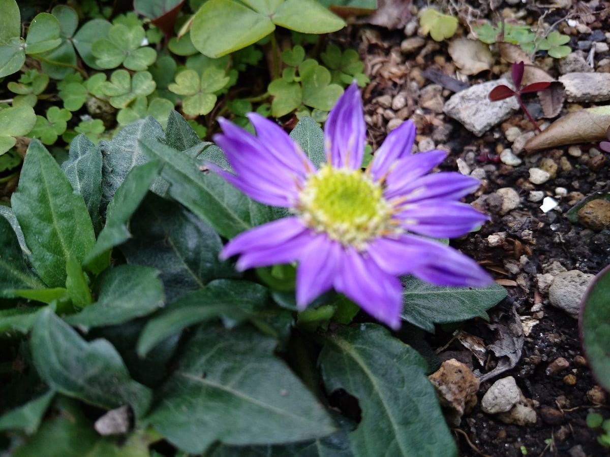 宿根草の芽吹き