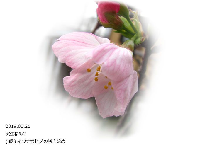 実生桜№2の(仮)イワナガヒメ