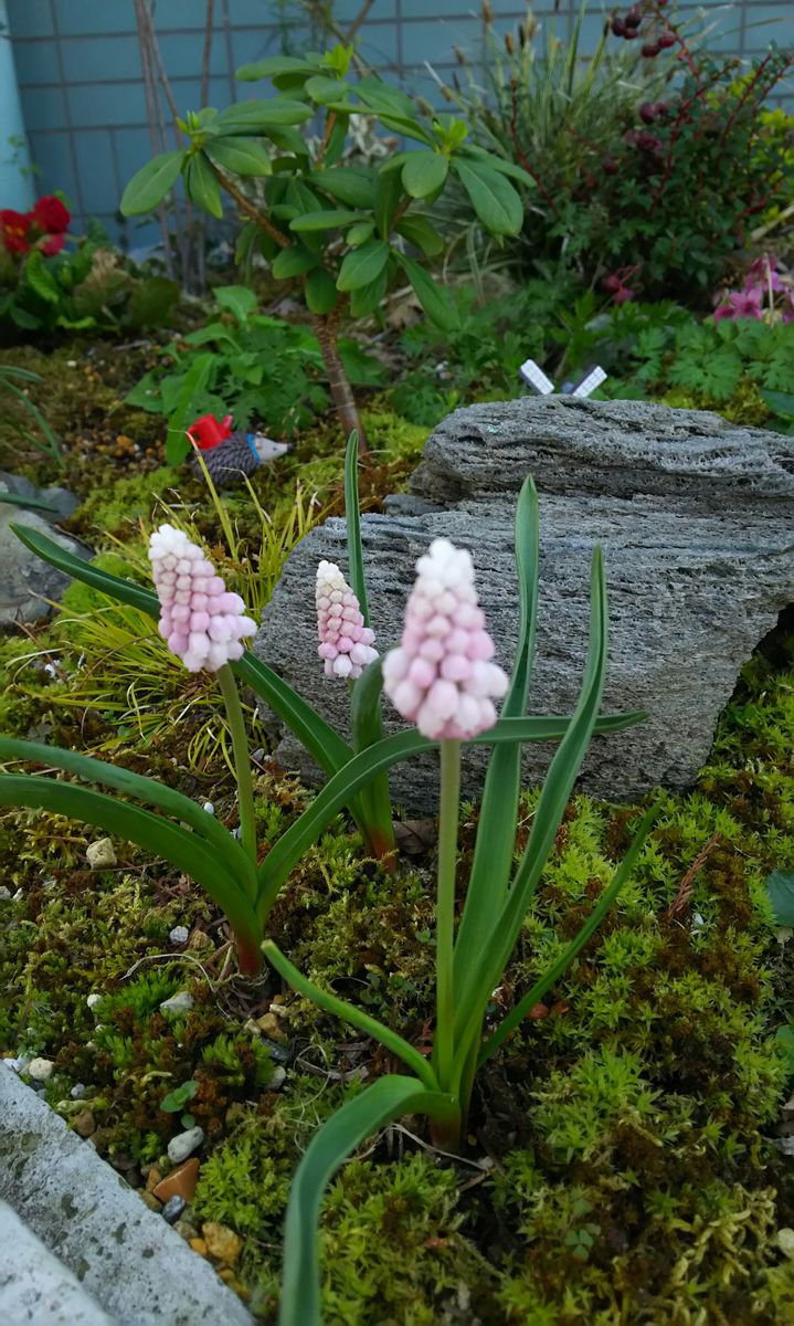 花散歩に行ってきました。