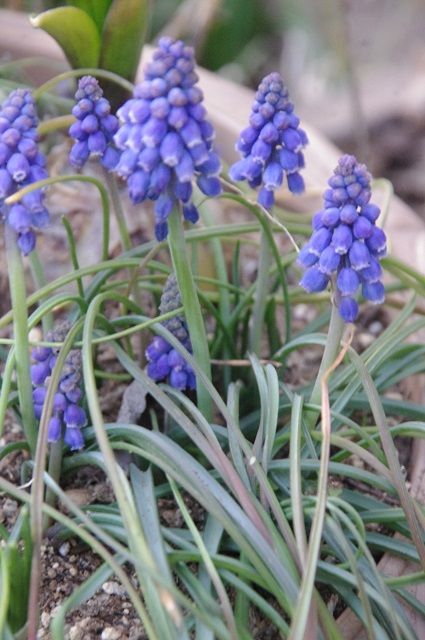 春は球根の花から～