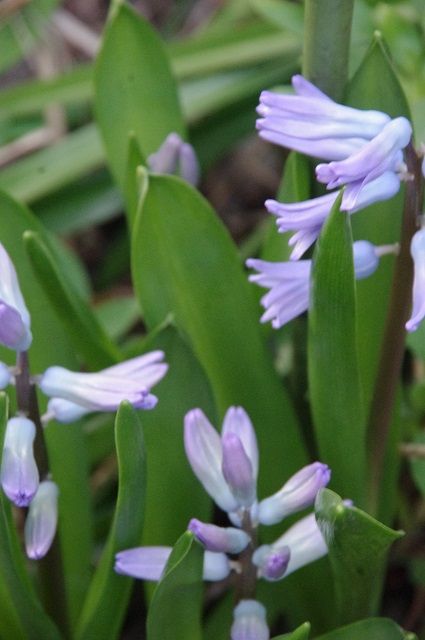 春は球根の花から～