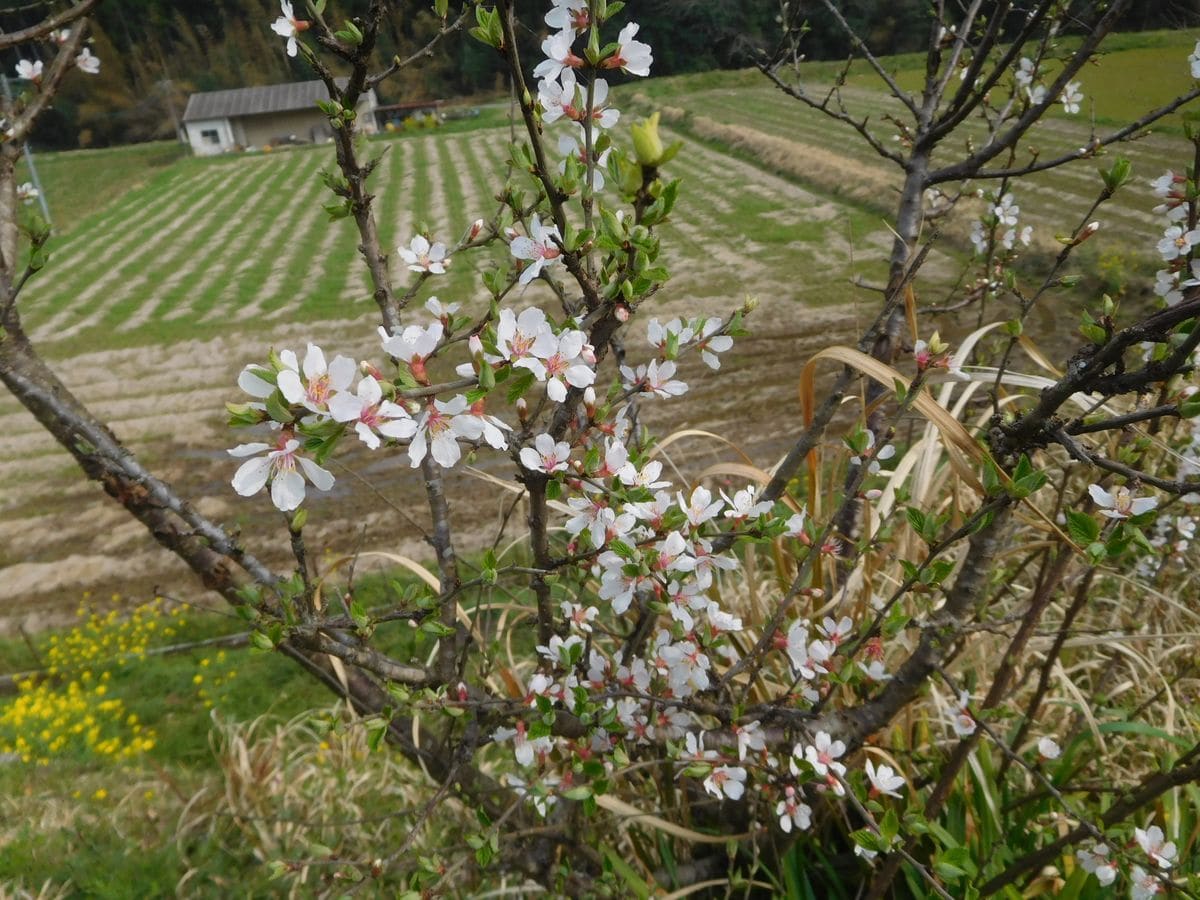 山桜桃梅（ゆすらうめ）