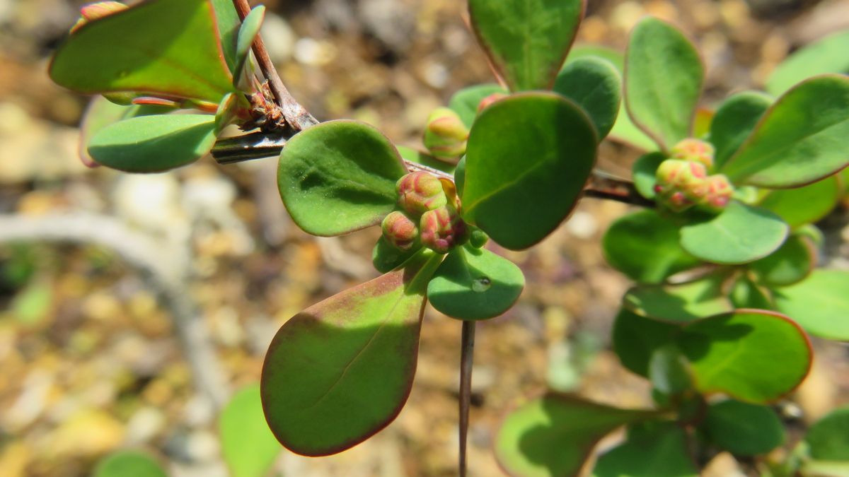 目木の新芽と蕾