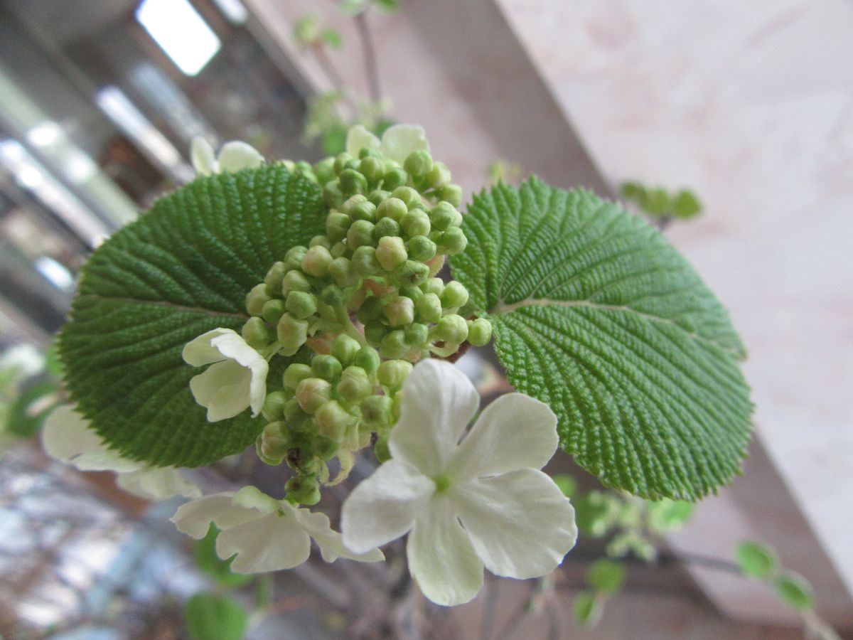 ムシカリ　花店で見つけた奥ゆかしさ