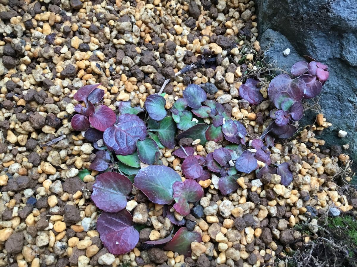 山野草 色々地植えに