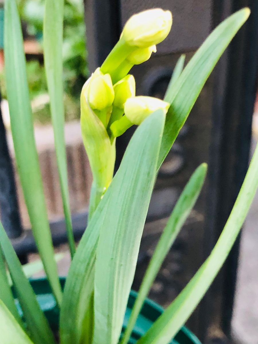 色々な芽その２🎵