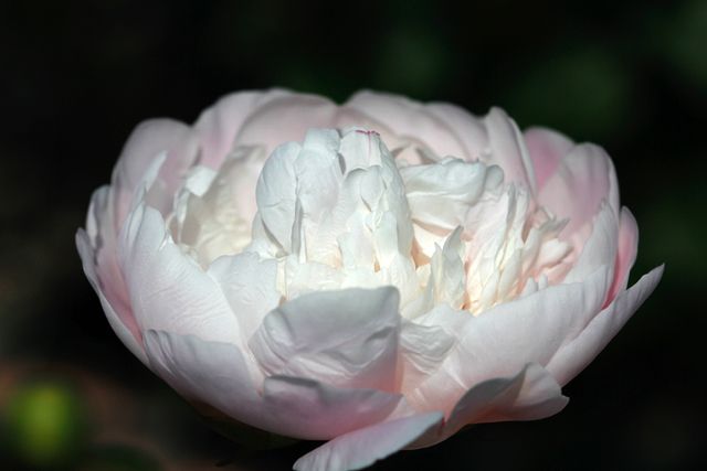 芍薬 '滝の粧'