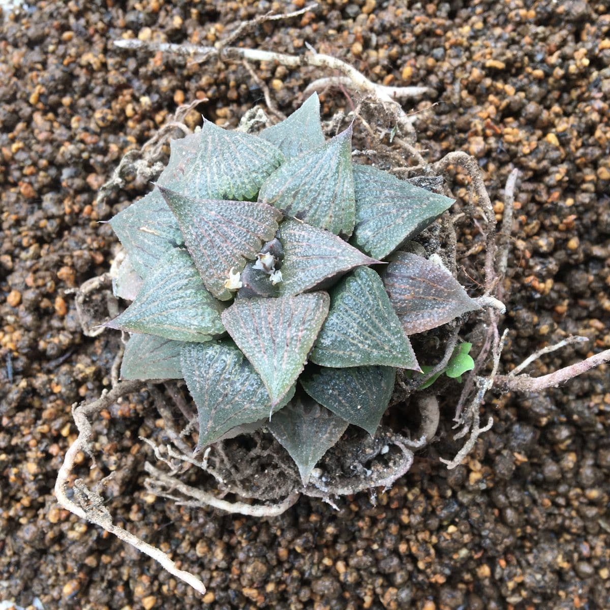 🧒🏽✨「黒ピクタ」植え替え