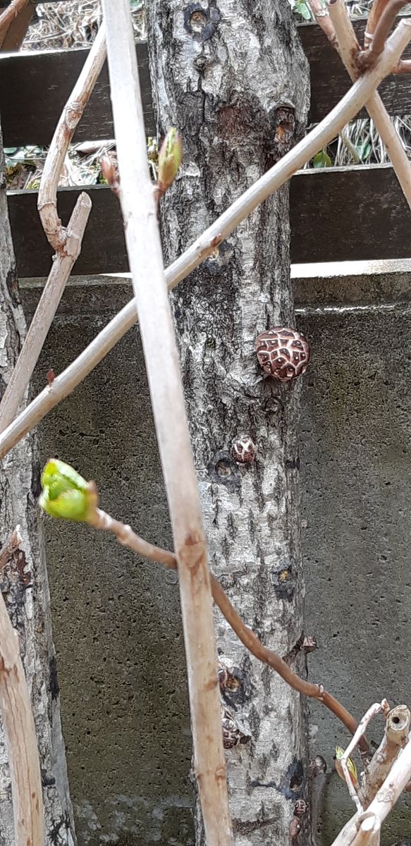 今年も赤い芽に逢えました② 🎵