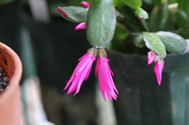 寝坊助な花