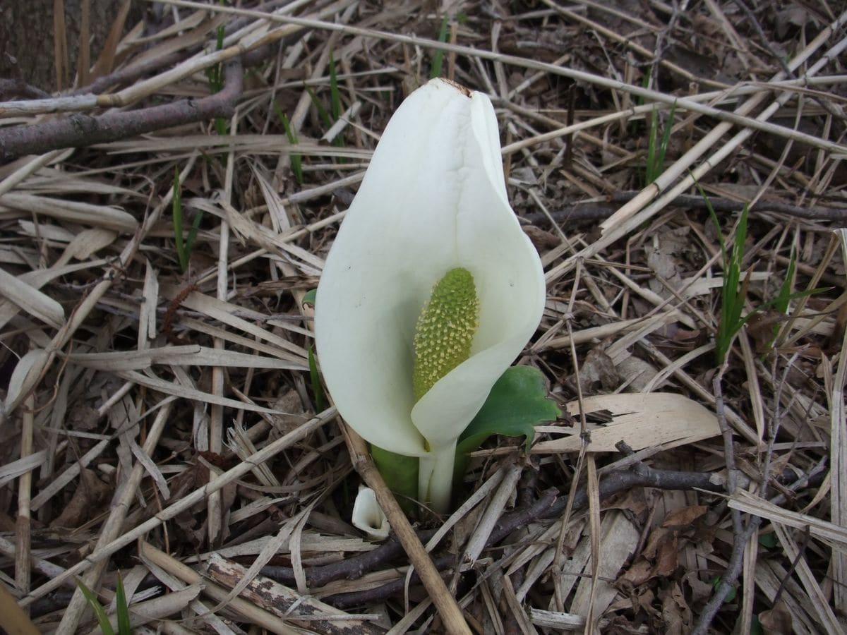 水芭蕉　見頃です