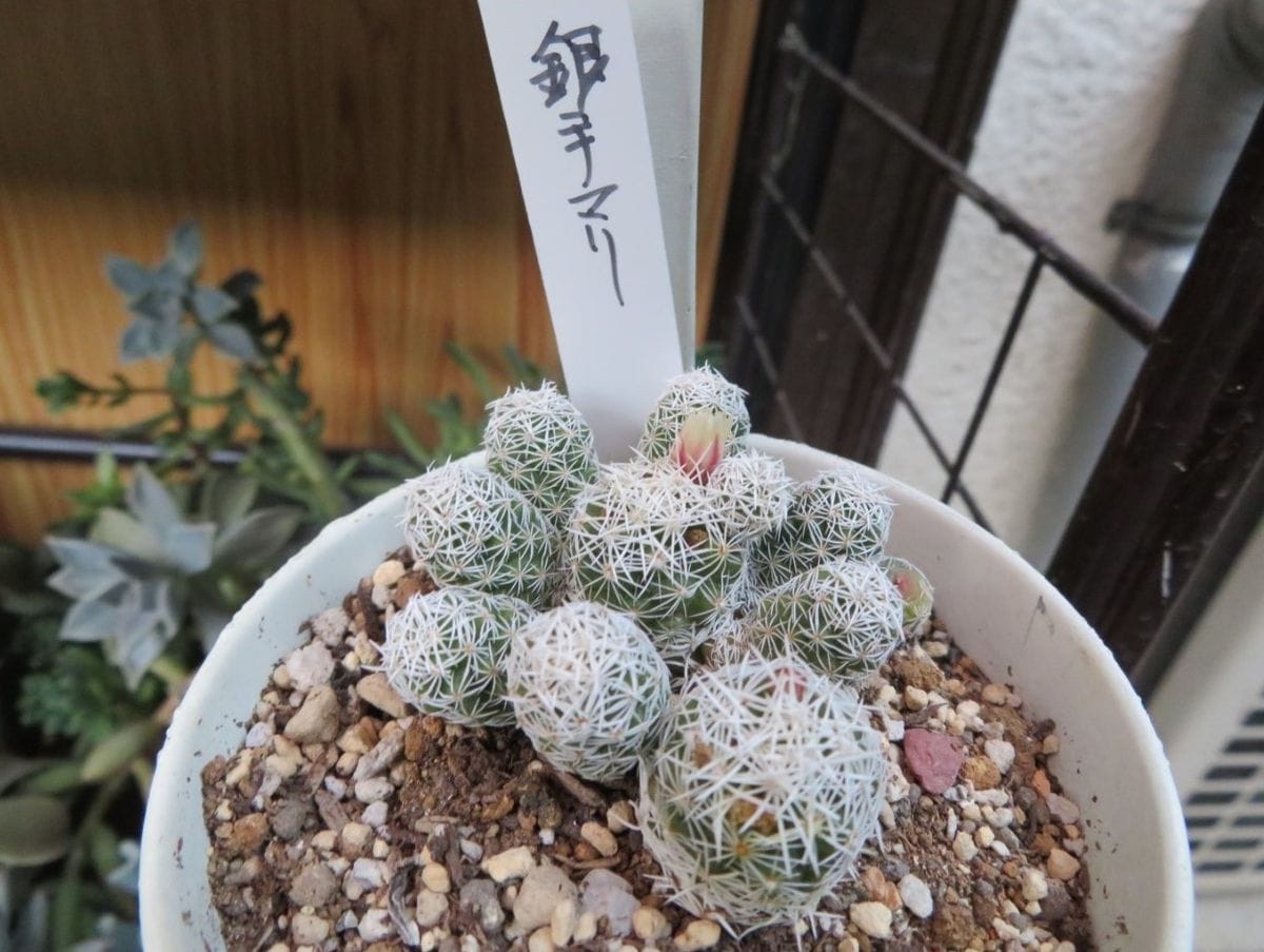 🌵サボテン🌵の小さな花色々