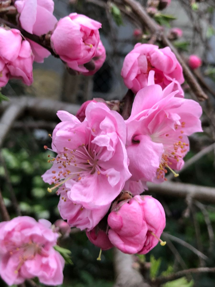 不思議なチューリップ🌷