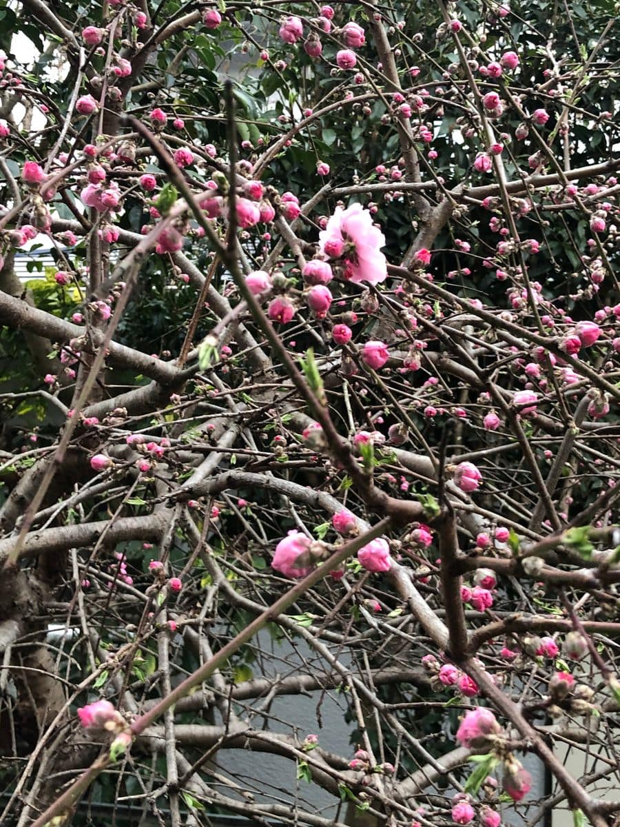 不思議なチューリップ🌷