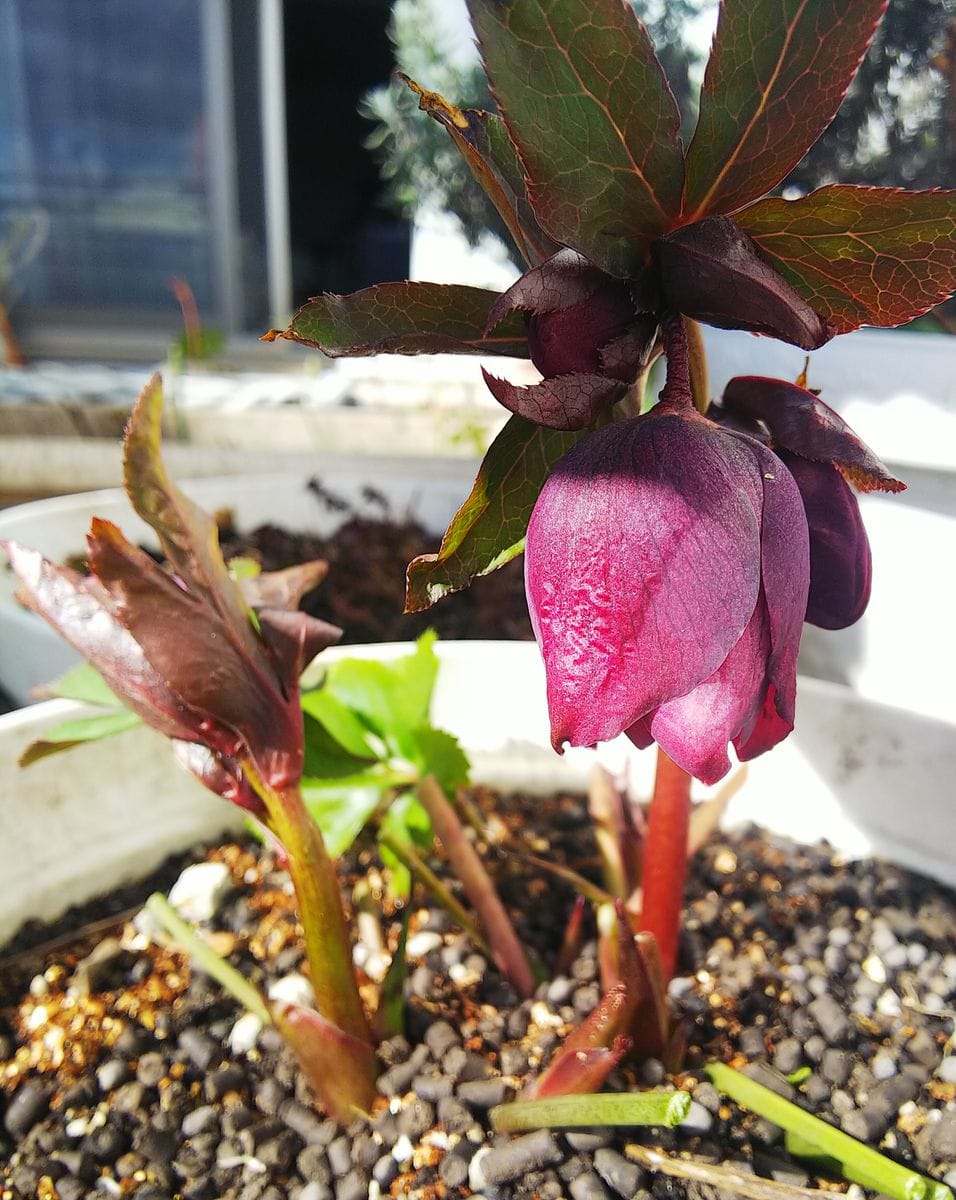 クリローの花が早くみたいです🍀