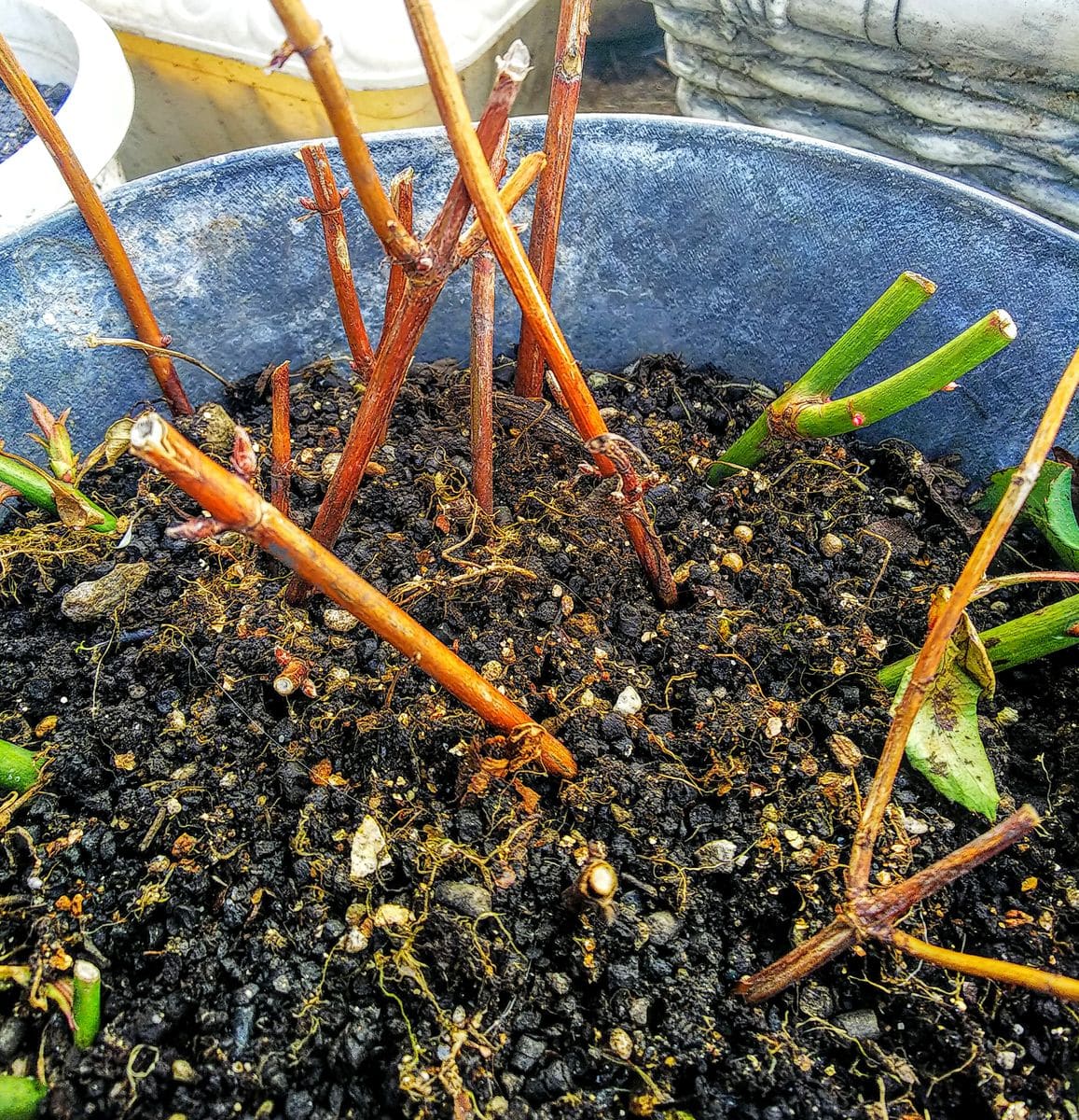 芽立ちがこれから🌿🌱