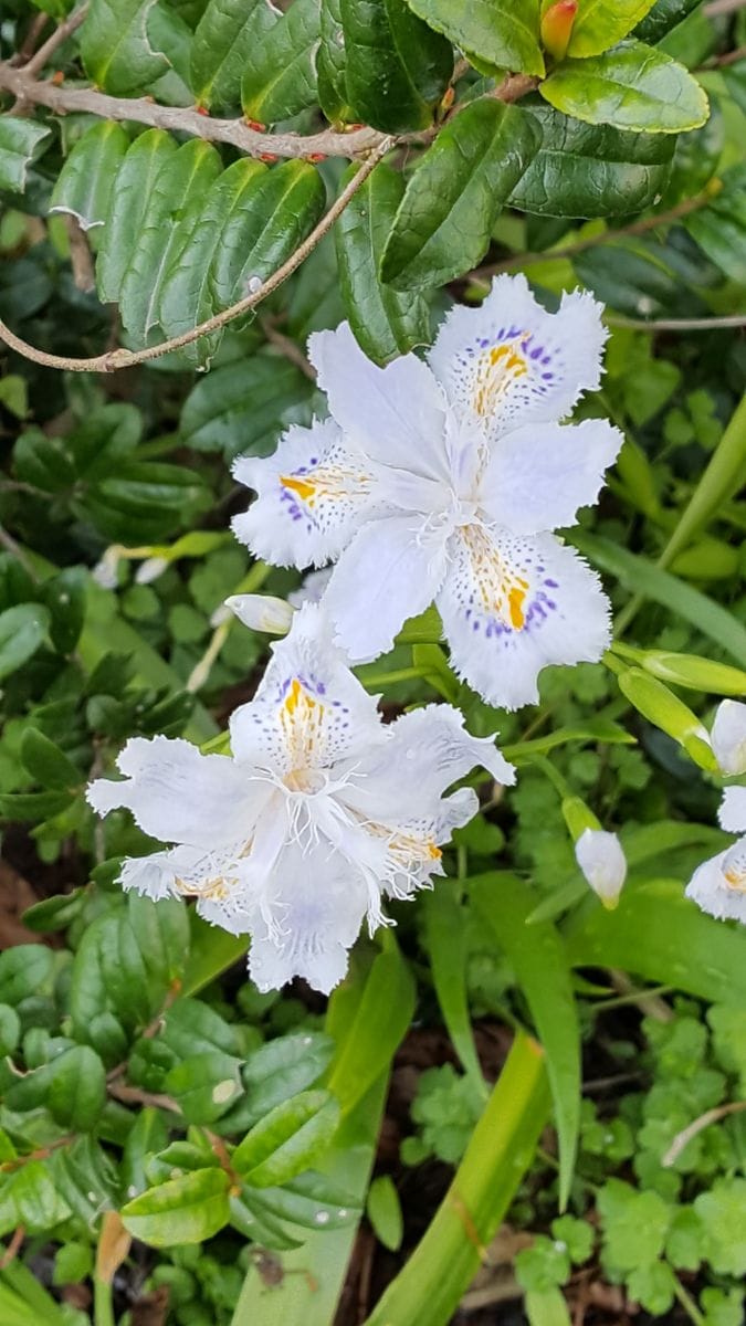 ふくおかルーバルガーデン2～春🌸の庭便り❗都忘れの初花💠です。