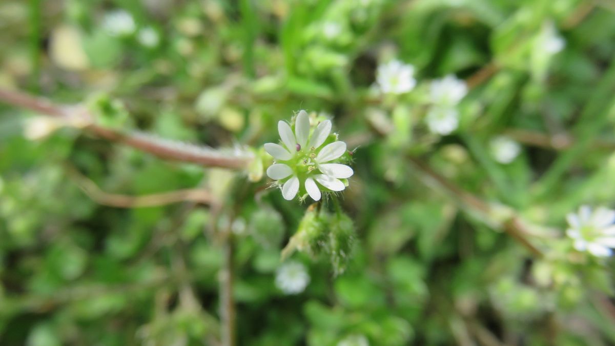 鵜の池の周りの野草-ハコベ