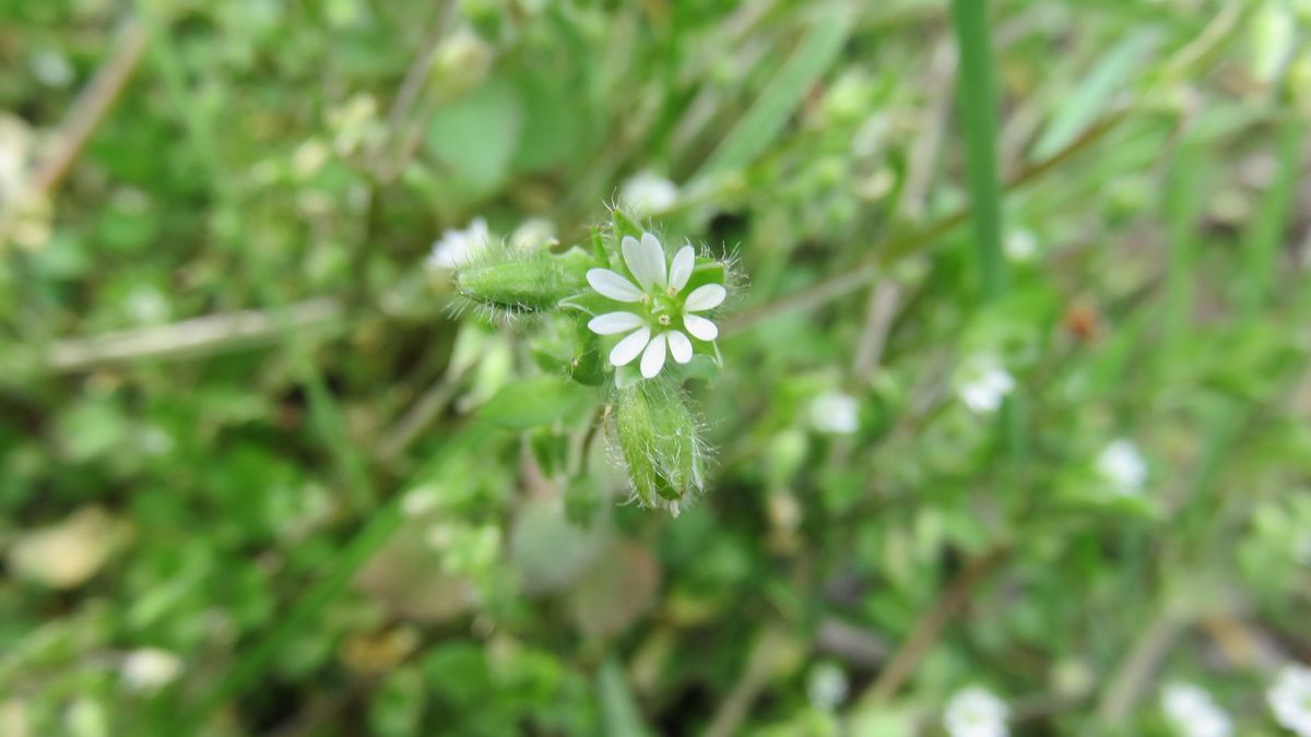 鵜の池の周りの野草-ハコベ