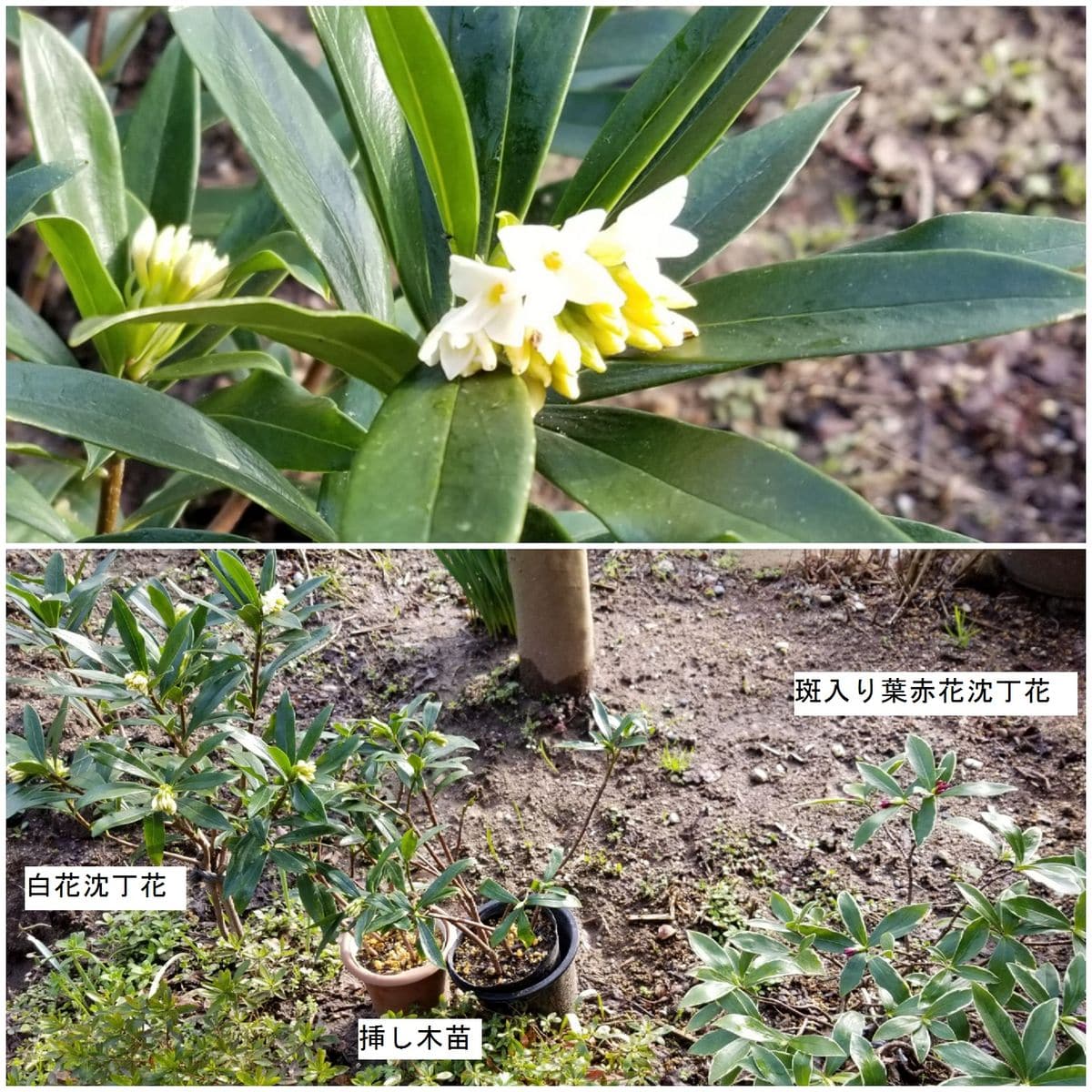 挿し木苗から…白花沈丁花開花！