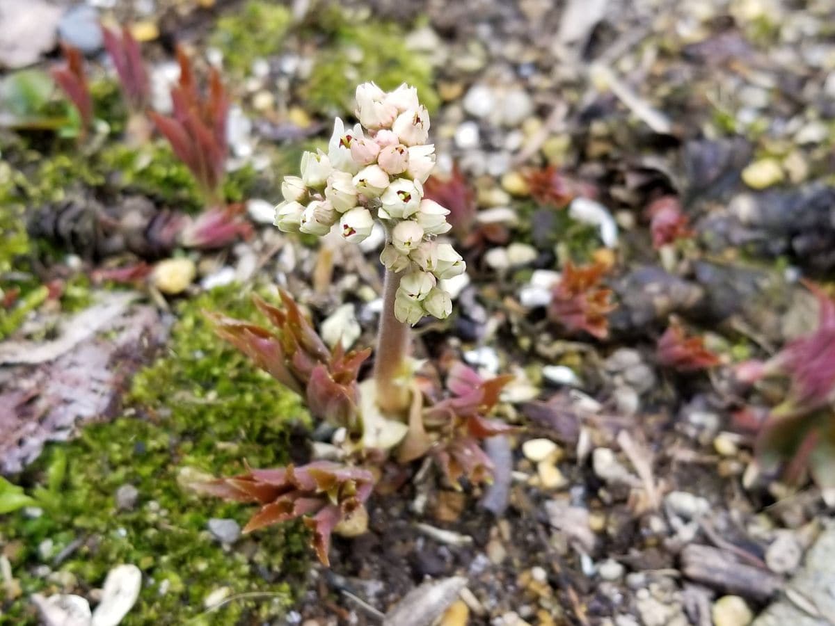 挿し木苗から…白花沈丁花開花！