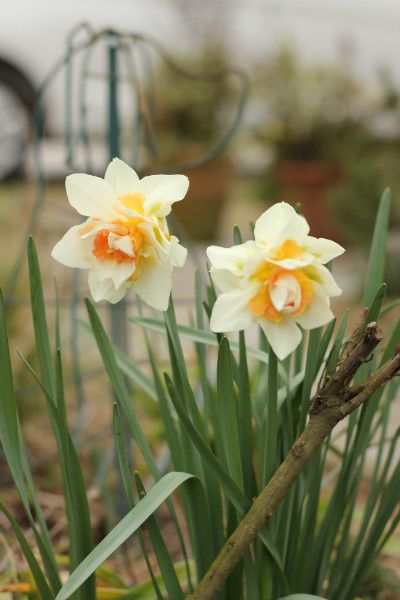 ３月の荒れ地ガーデン