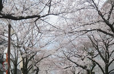 武蔵野市役所周辺の桜（東京都武蔵野市）