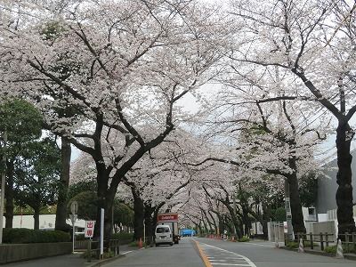 武蔵野市役所周辺の桜（東京都武蔵野市）