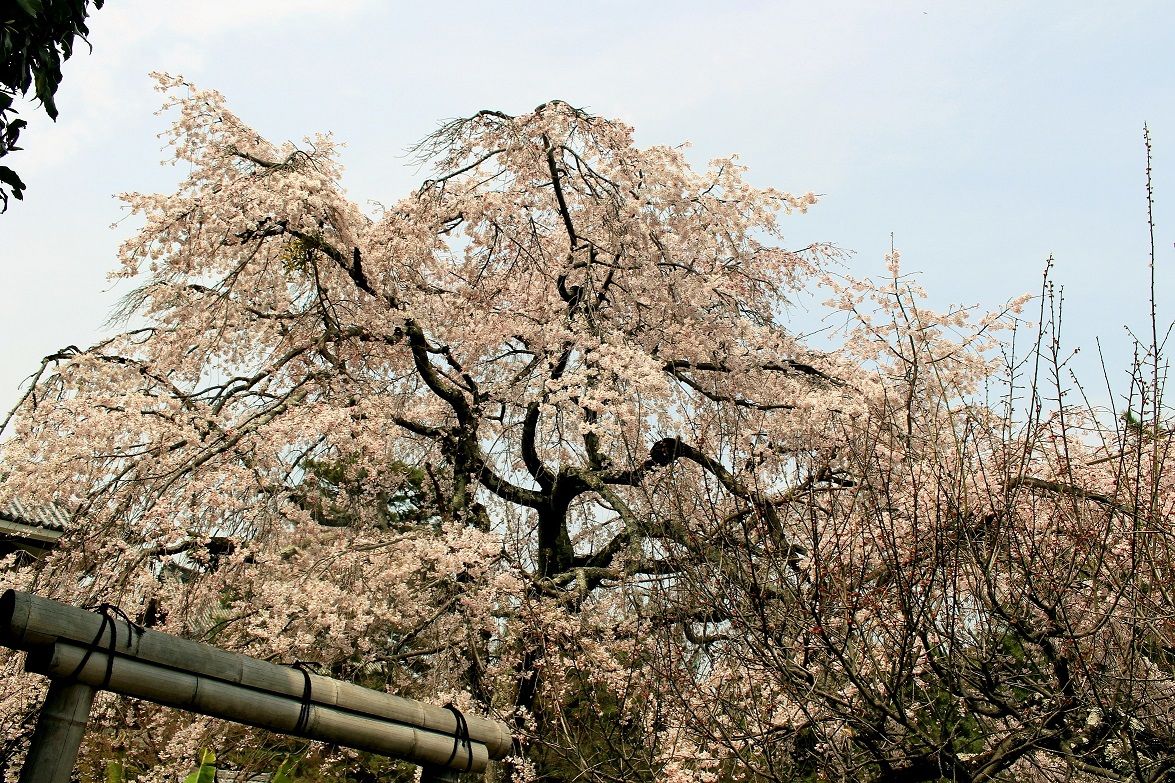 🌸春の旅で🌸