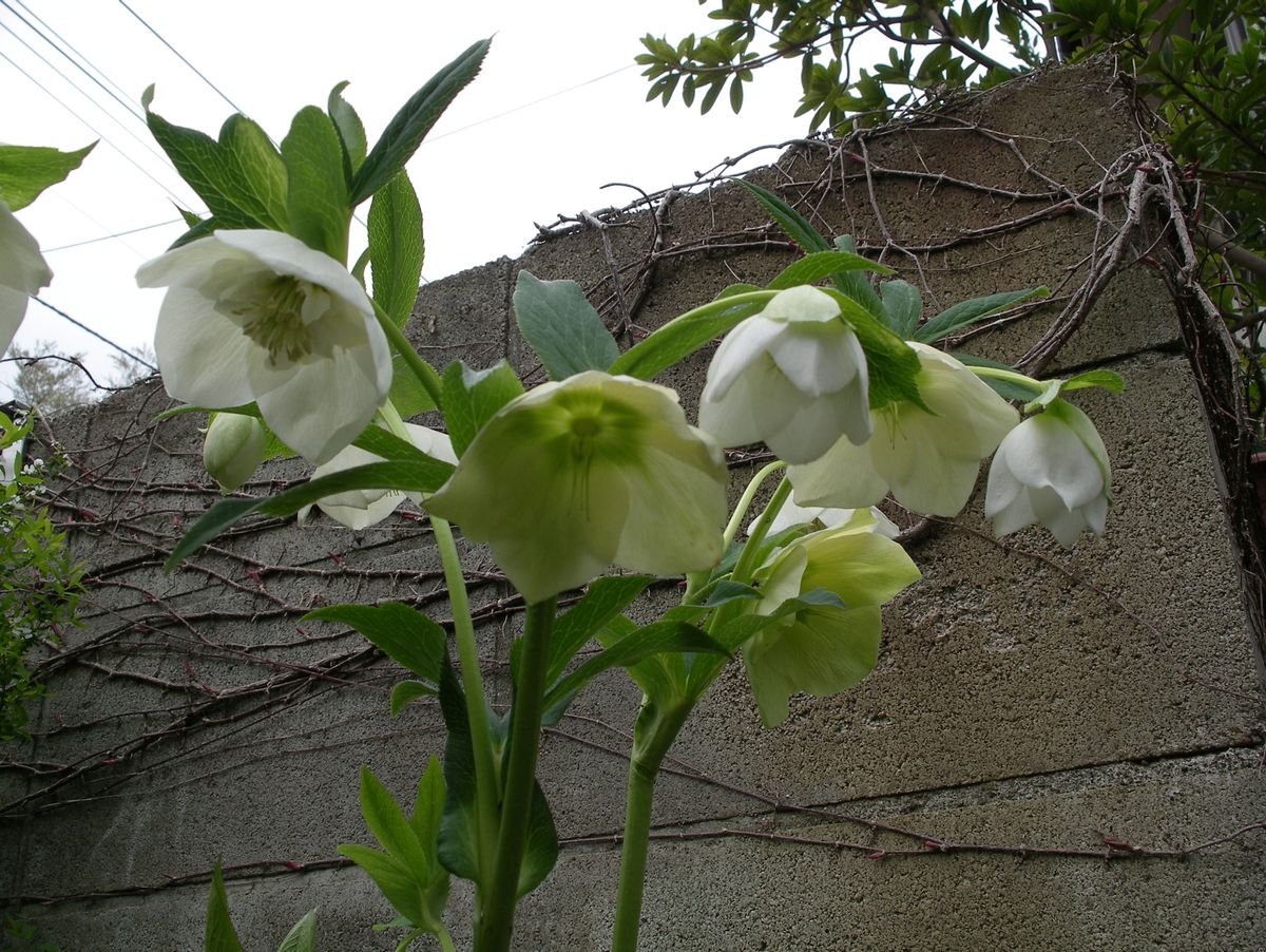 庭の花とバラ作業メモ