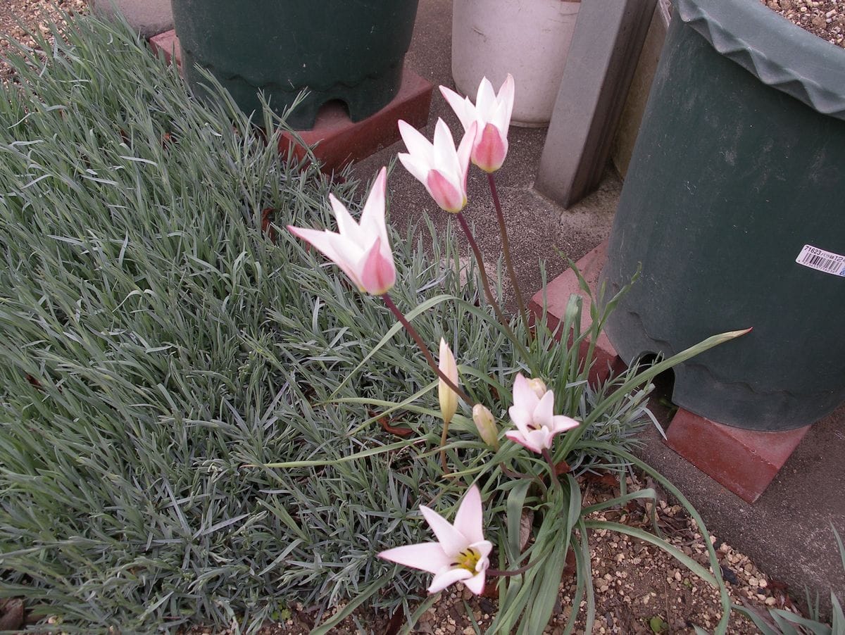 庭の花とバラ作業メモ