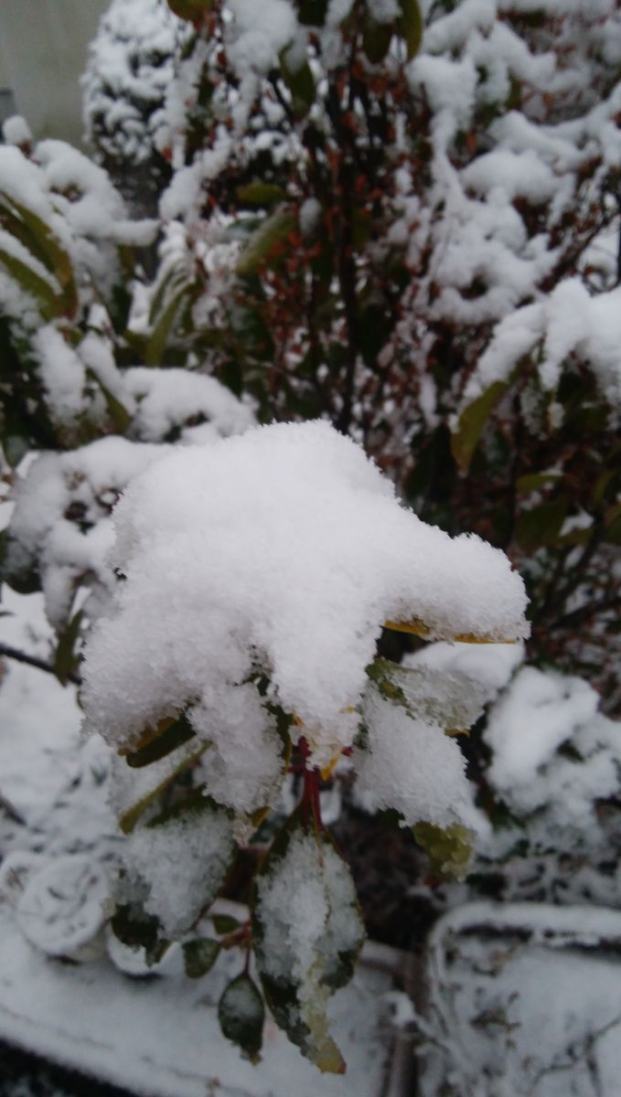 雪、シンシンと降り積もる(T_T)