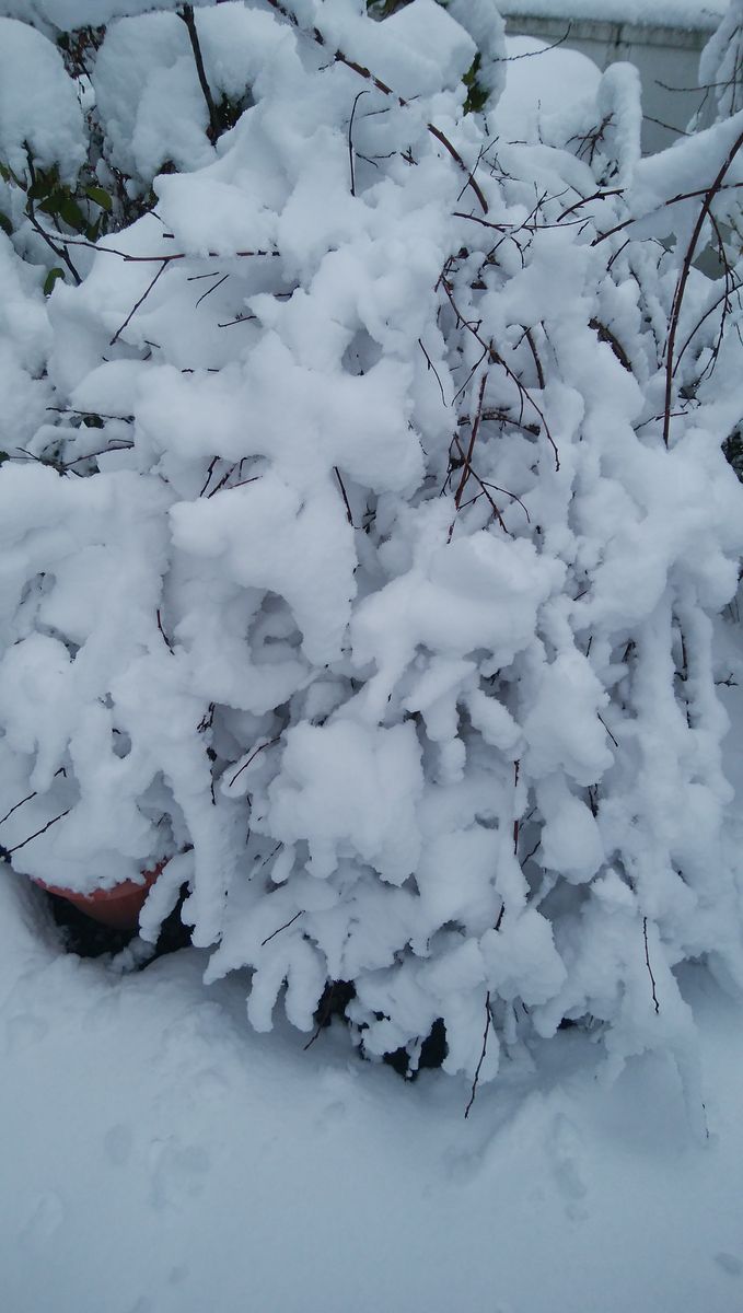 雪、シンシンと降り積もる(T_T)