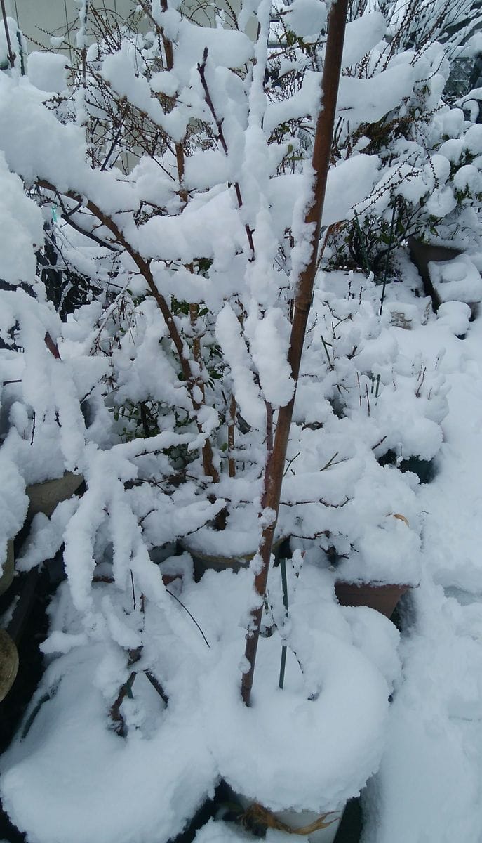 雪、シンシンと降り積もる(T_T)